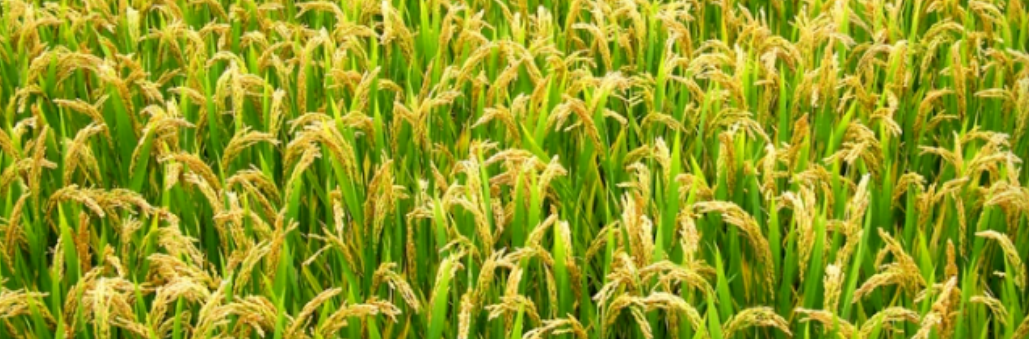 2025年农村居民收入增速反超城镇：数据背后的增收密码